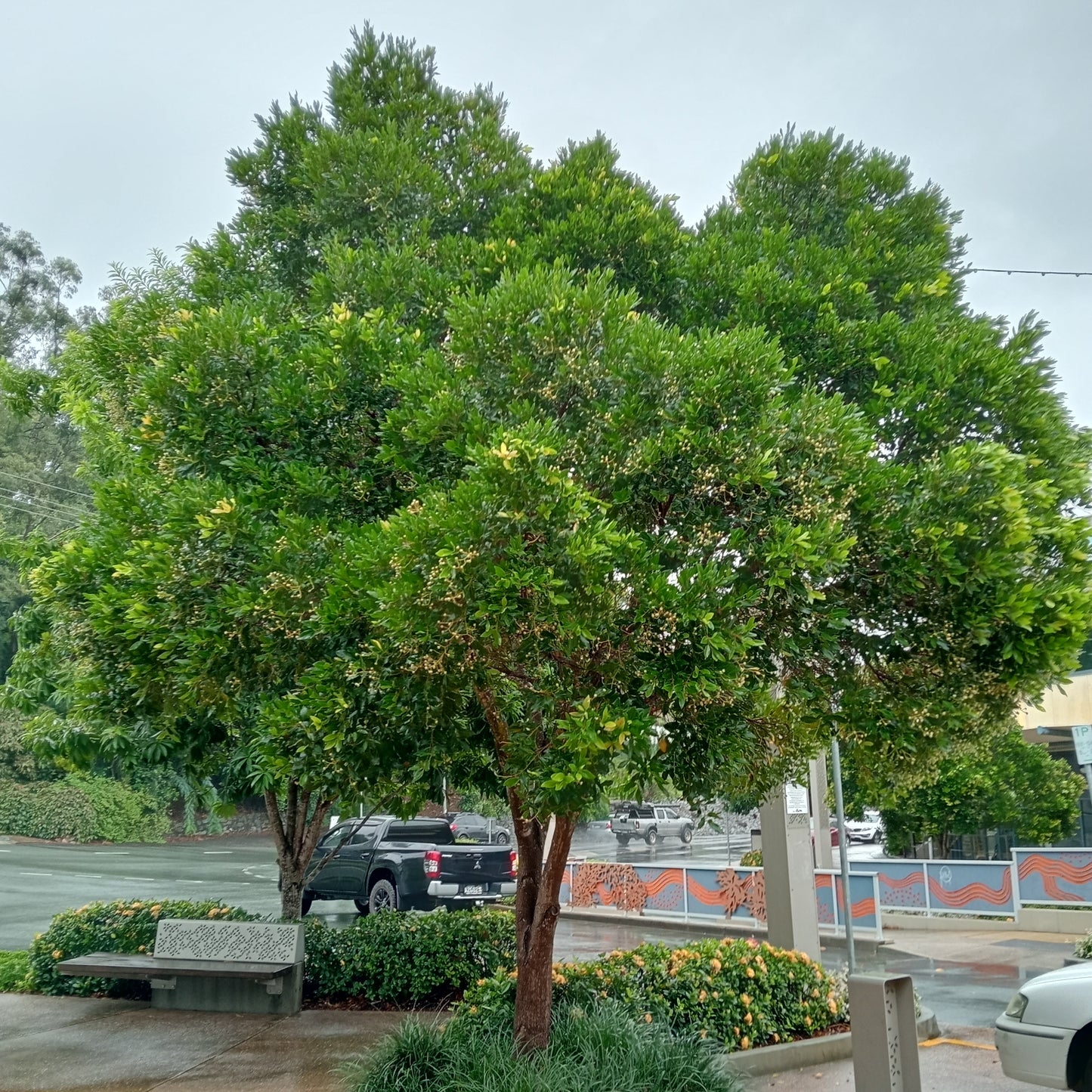 A beautiful Cupaniopsis tree with a full, rounded canopy, thriving in coastal and urban environments across Australia.