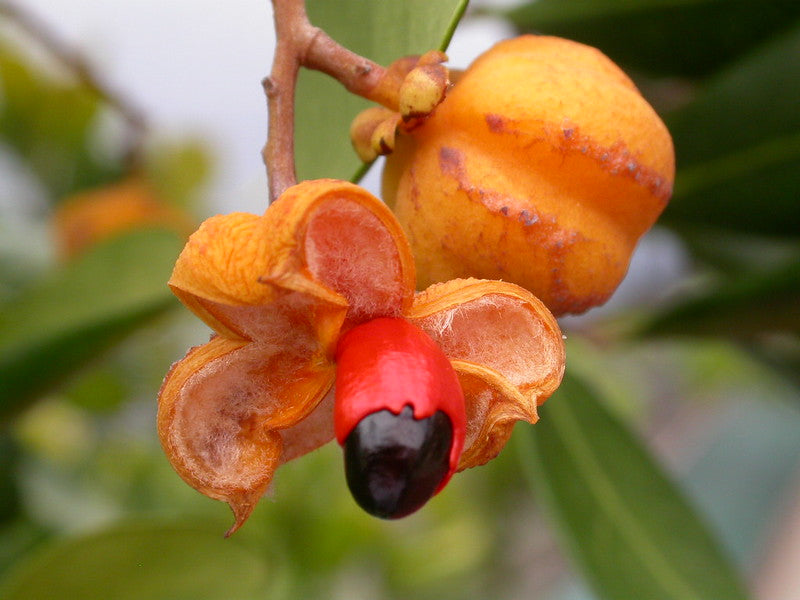 Cupaniopsis anacardioides, a hardy native tree with glossy green leaves and bright orange berries, perfect for street planting