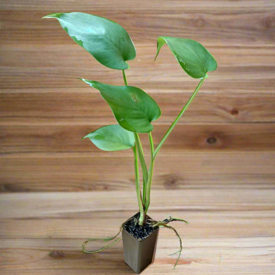 Fruit salad plant also known as Monstera Deliciosa