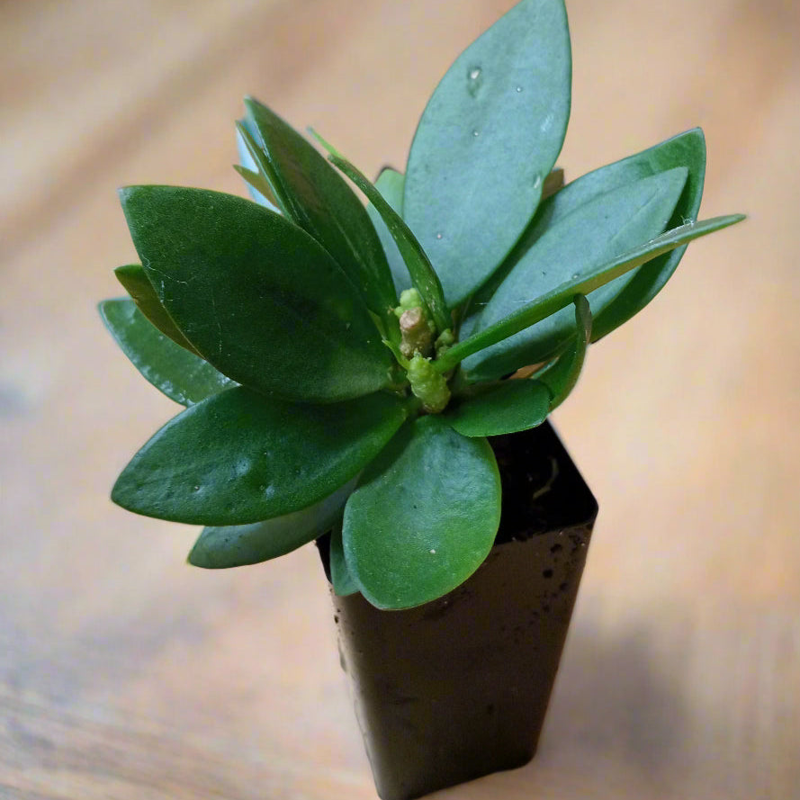 Hoya carnosa plants displaying glossy green leaves and will produce delicate pink blooms.