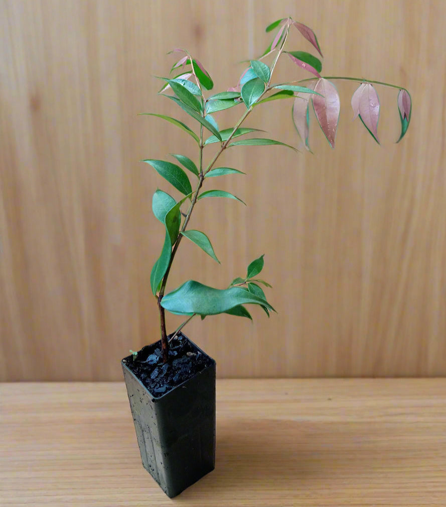 Young pink lilly pilly in tube