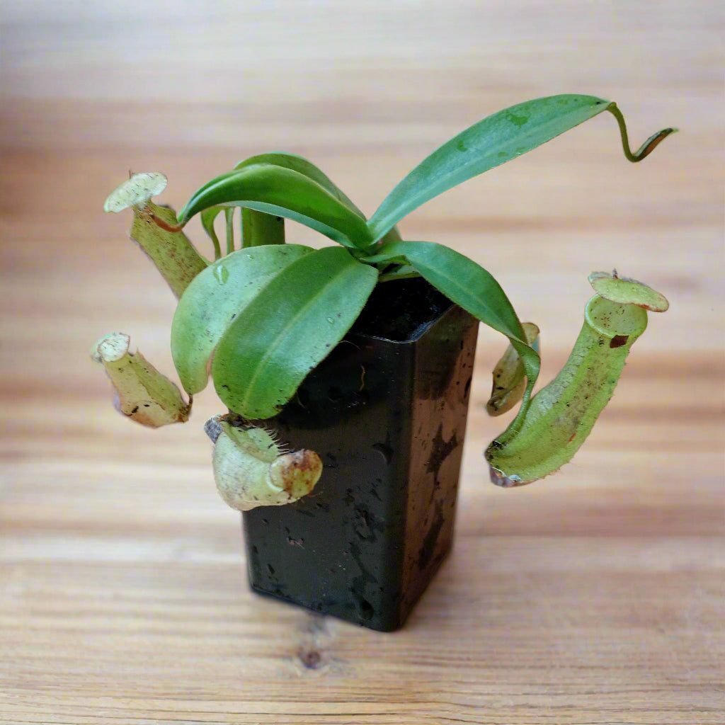 Young pitcher plant tubestock for sale in Australia