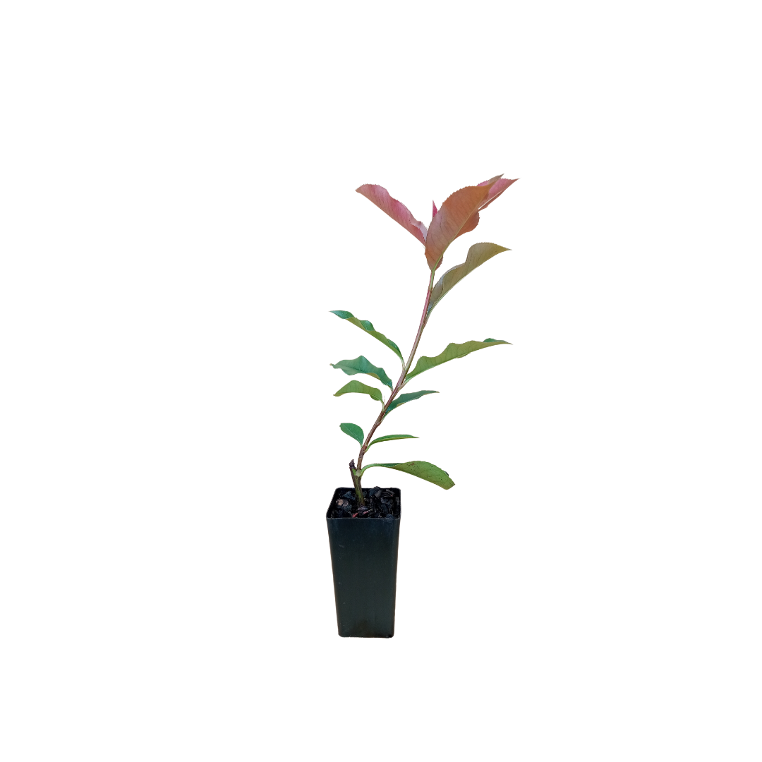 Healthy young Photinia Red Robin hedging plant, ready to grow into a stunning photinia hedge with its striking red and green foliage