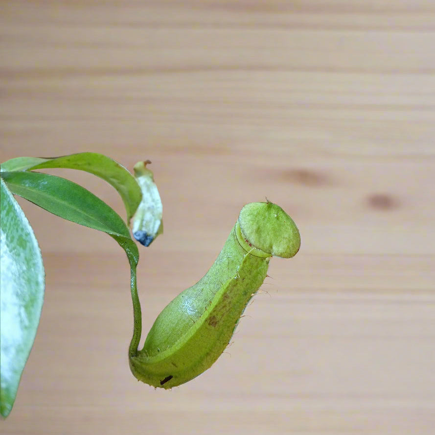 Carnivorous pitcher plant with vibrant insect-trapping pitcher.