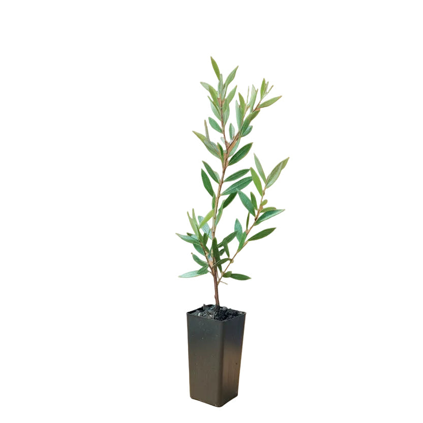 Purple Callistemon tubestock plant