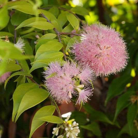 Lilly pilly pink cascade in flower