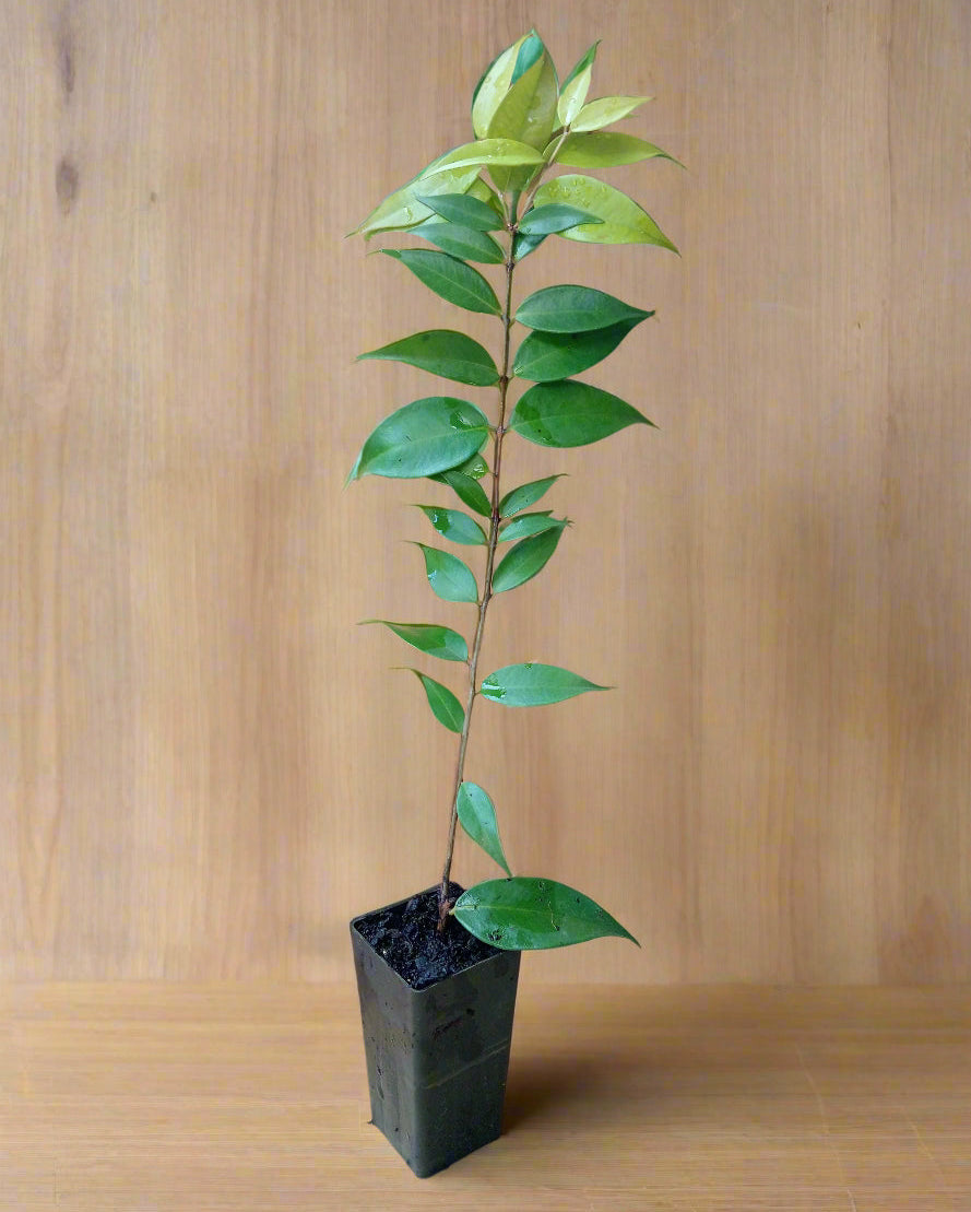 Young lilly pilly pink cascade tubestock plant which will establish quickly in your garden