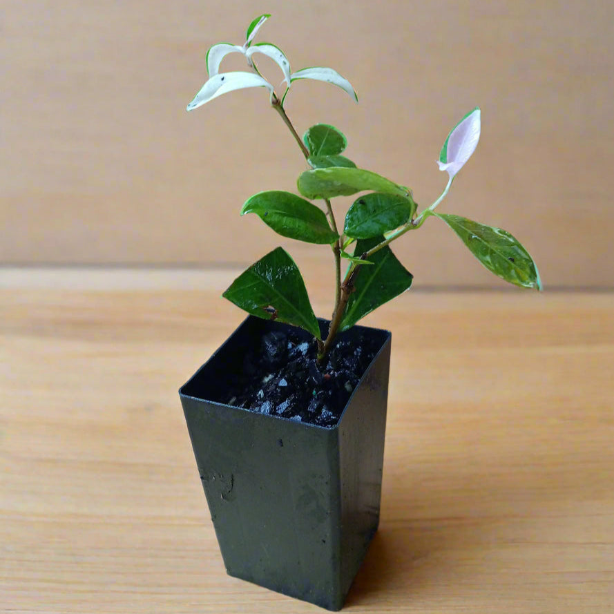 Tricolour star jasmine plant with fresh young shoots