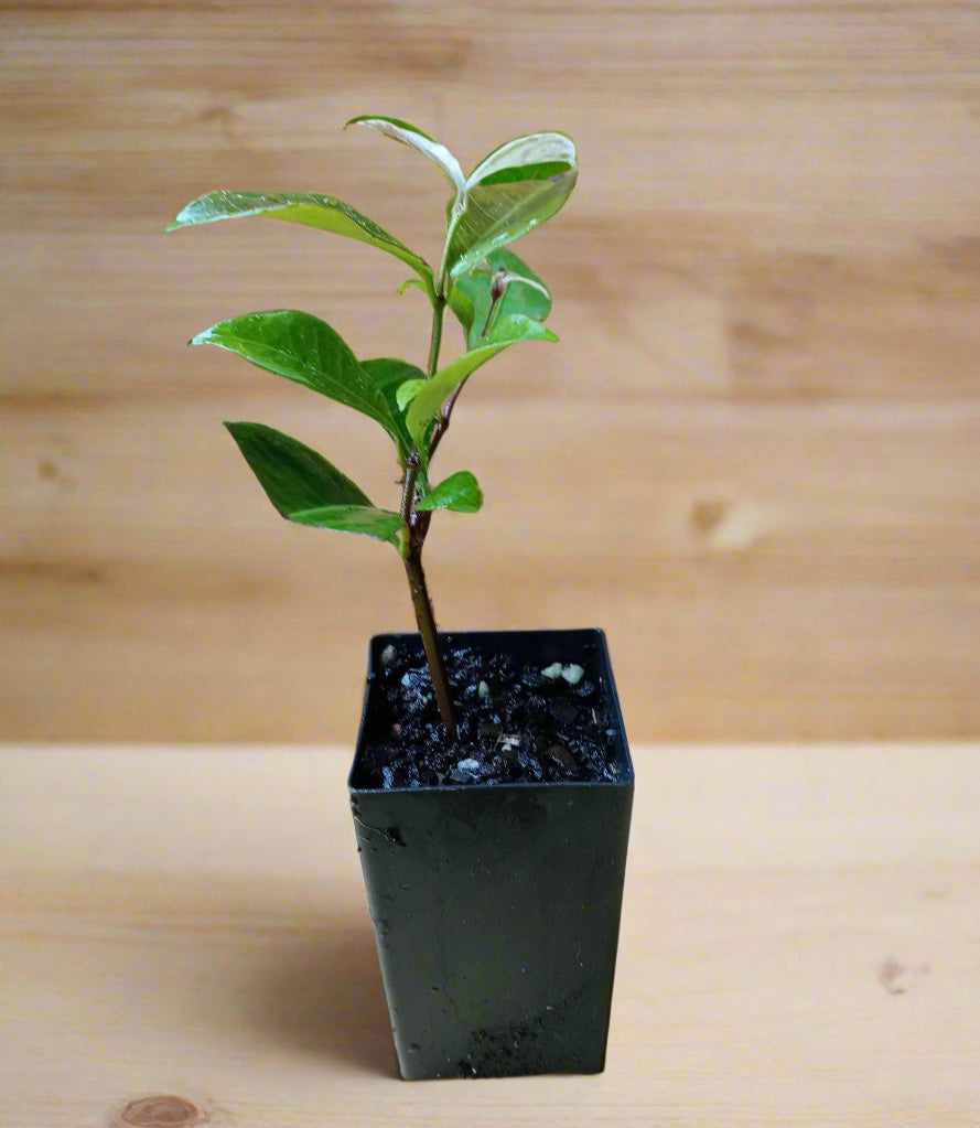 Young tricolour star jasmine plant. Makes a great groundcover