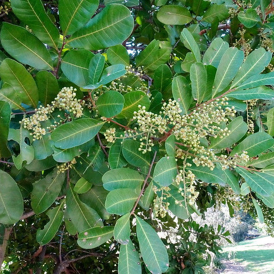 Tuckeroo trees with lush green foliage and a dense, rounded canopy, ideal for shade and urban landscapes.