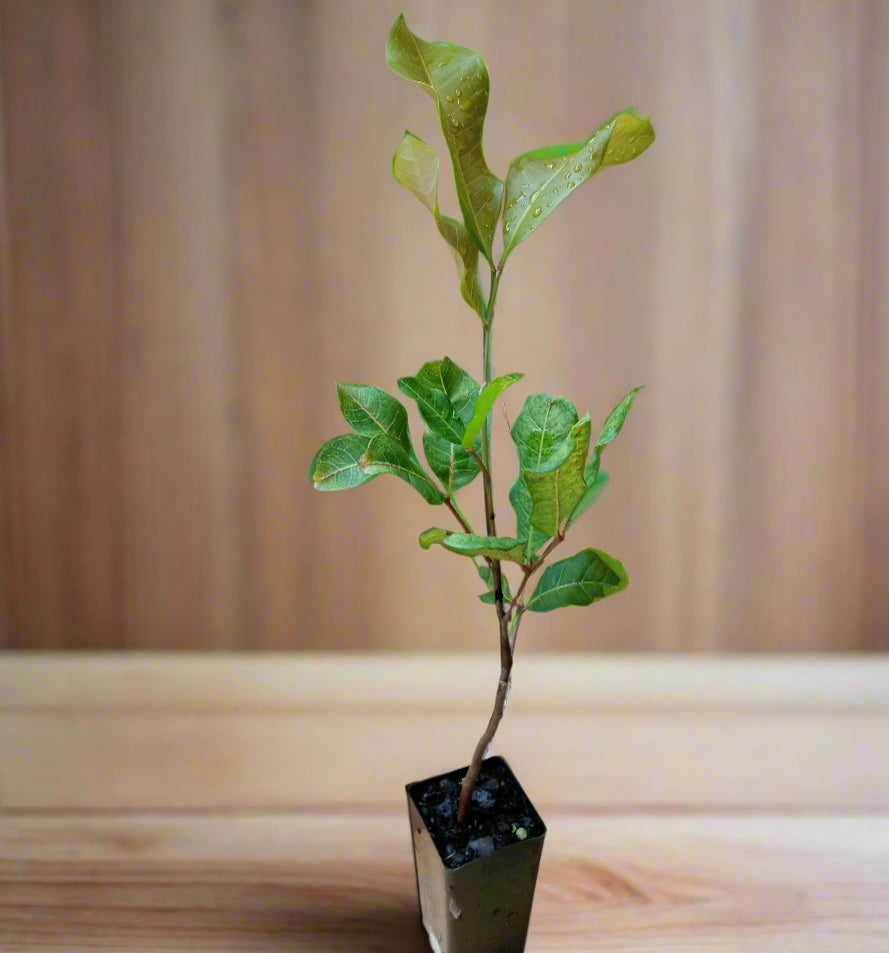 Cupaniopsis grows into a beautiful tree with full rounded canopy.