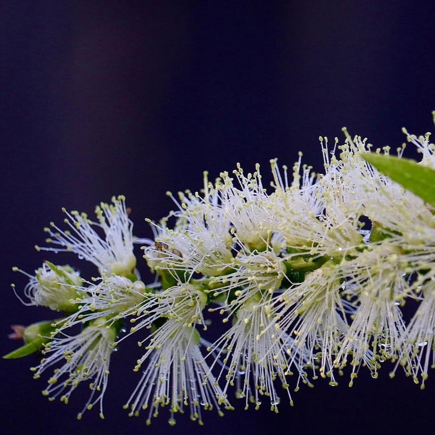White bottlebrush flower