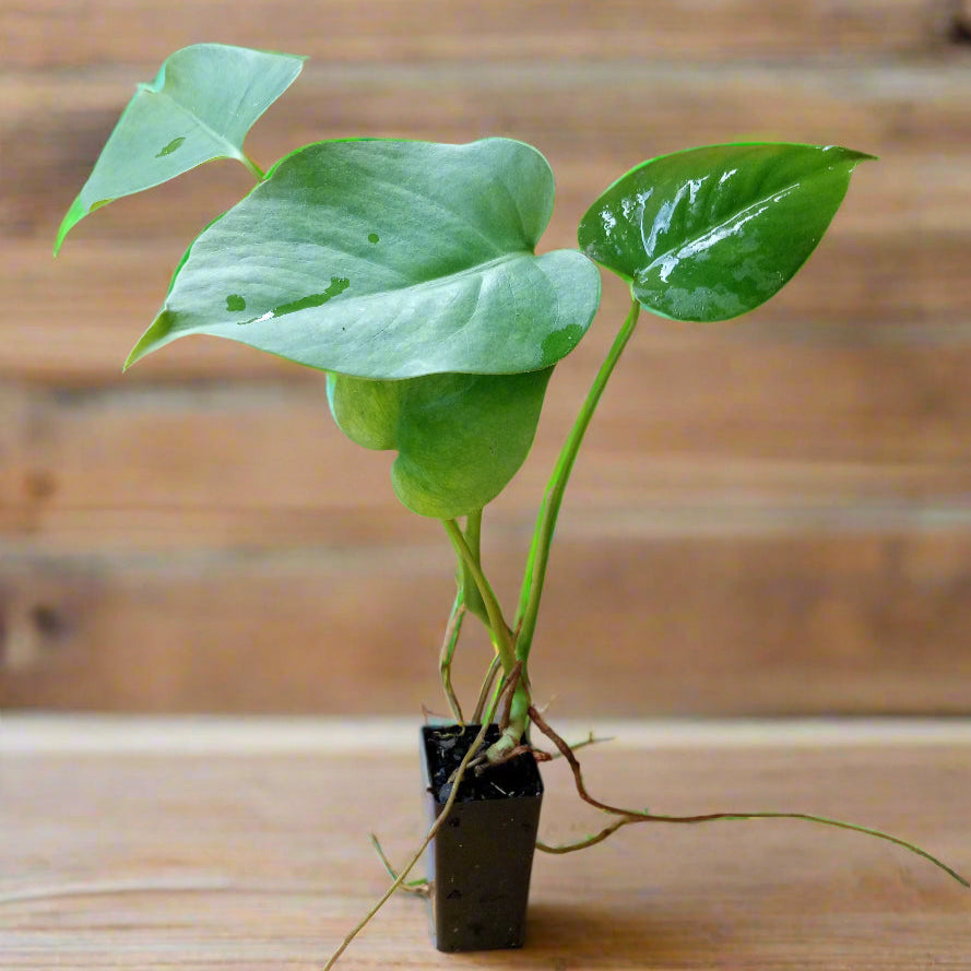 Monstera tubestock plant ready to pot up for indoor use or plant outside in a shady area