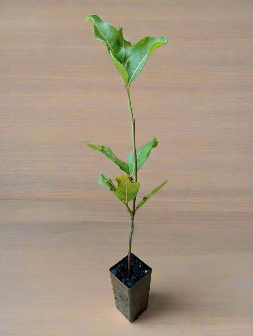 Tubestock tuckeroo tree