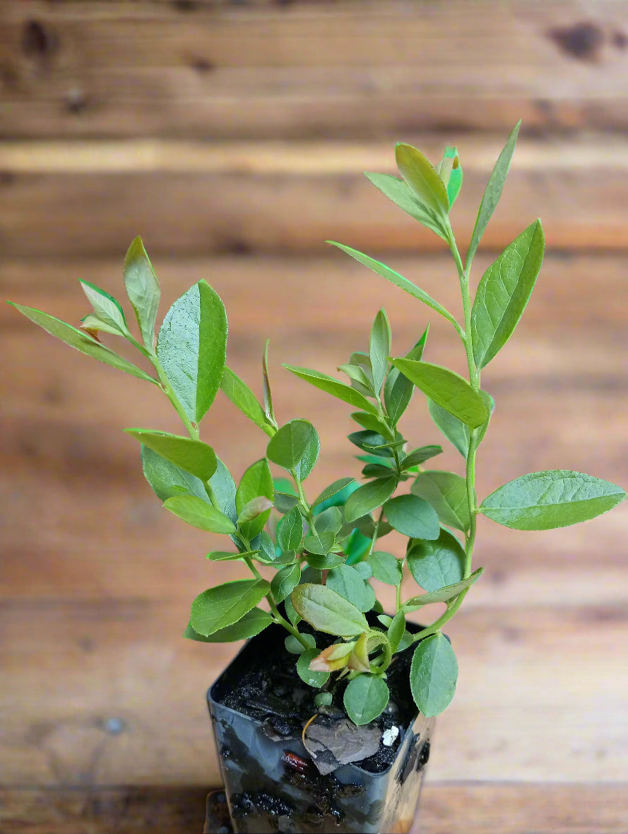 Low chill blueberry plants best for temperate and subtropical climates