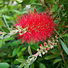 Native Plants