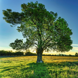 Trees