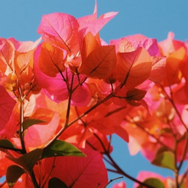 Flowering Plants