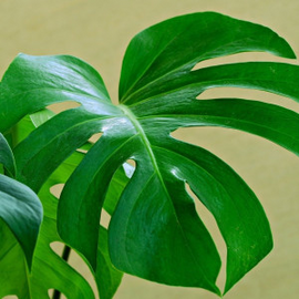 Tropical Plants