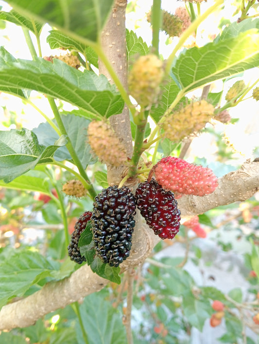 Fruit on dwarf mulberry tree