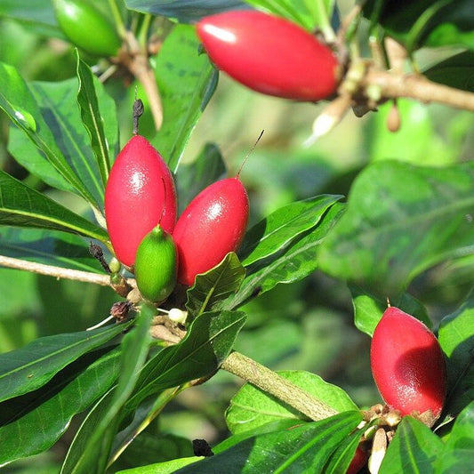 Miracle Berry Plants Synsepalum dulcificum