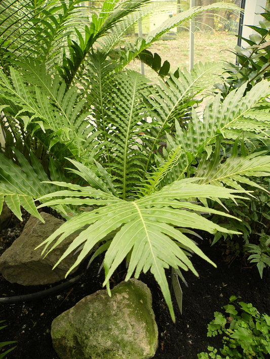 Blechnum "Silver Lady" Tree Fern