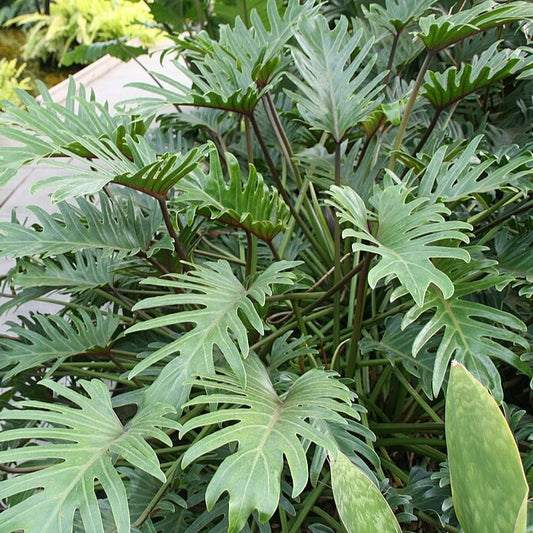 Philodendron Xanadu