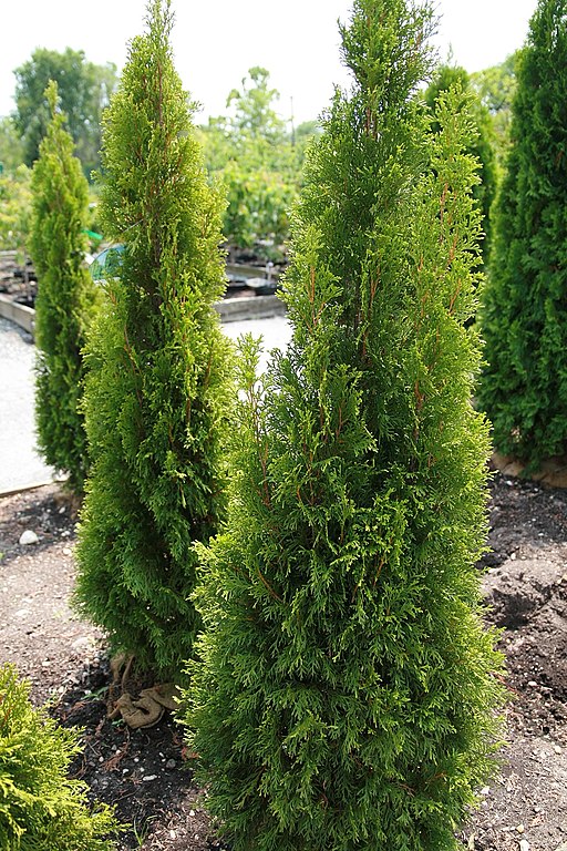 Thuja Smaragd | Thuja Occidentalis | Arborvitae Emerald Green | Arborvitae Smaragd