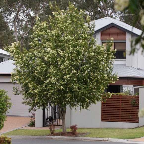 Waterhousea floribunda - Weeping Lilly Pilly trees