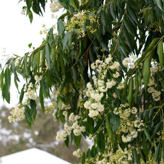 Waterhousea floribunda - Weeping Lilly Pilly trees