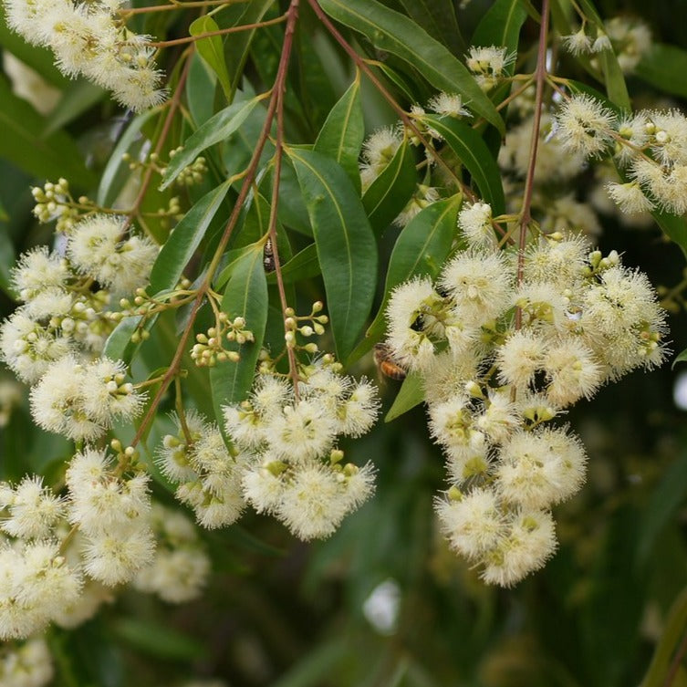 Waterhousea floribunda - Weeping Lilly Pilly trees