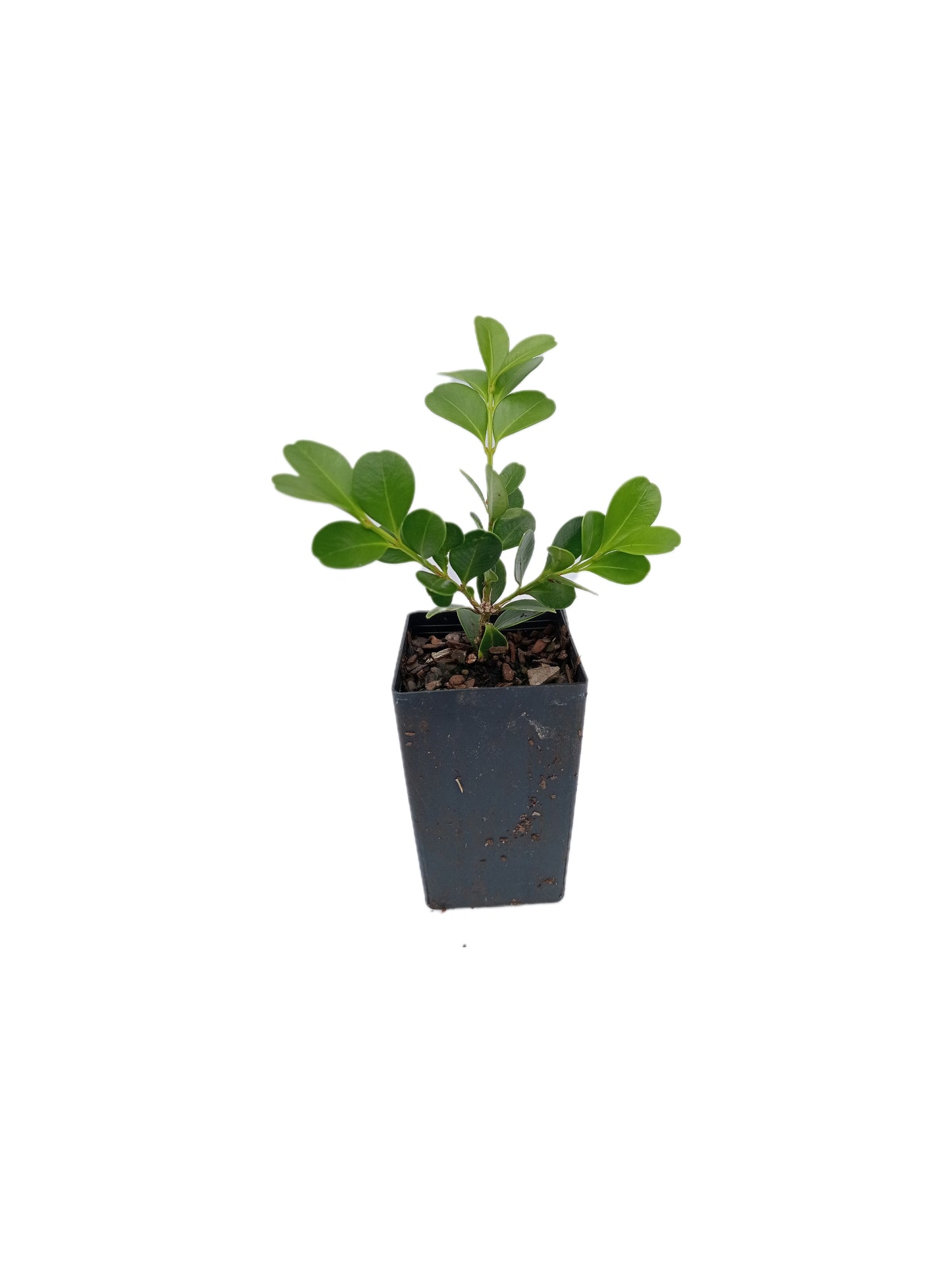 Japanese Box Plants Buxus microphylla