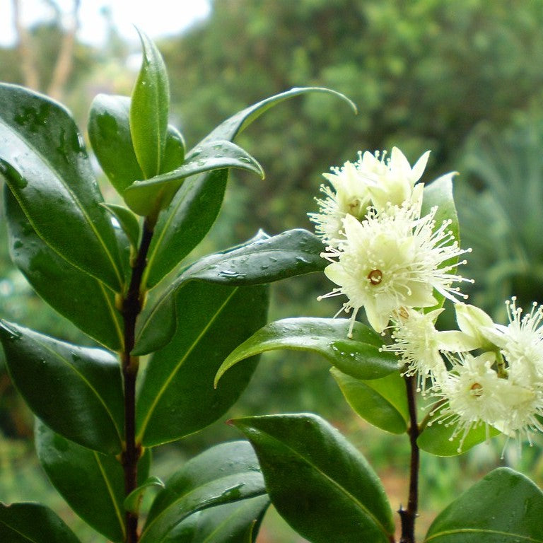 Cinnamon Myrtle flowers