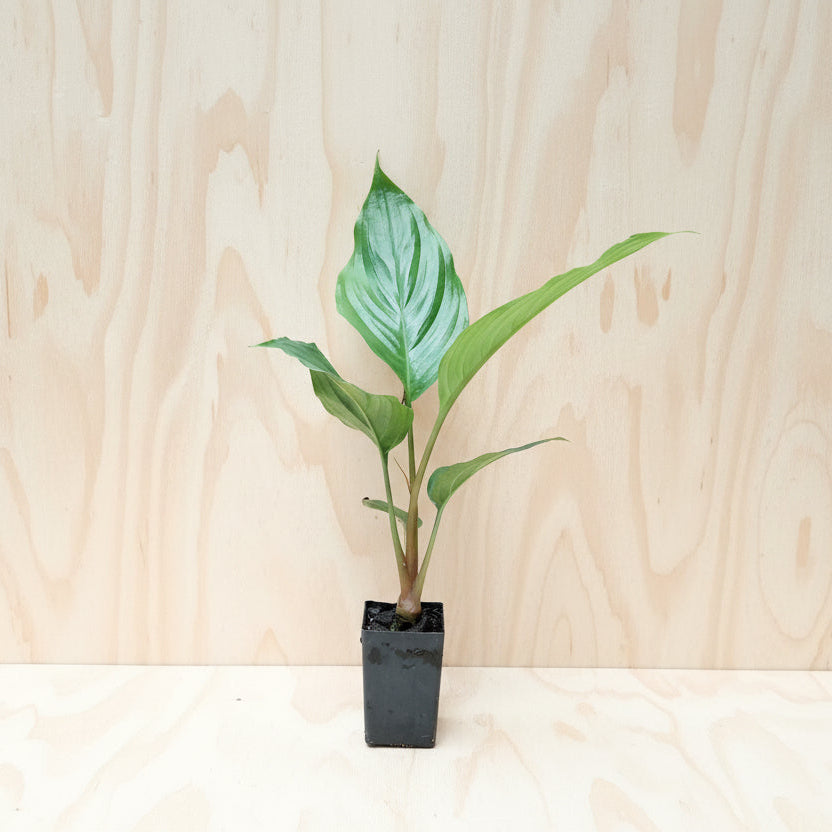 Young Black Bat plant in tube