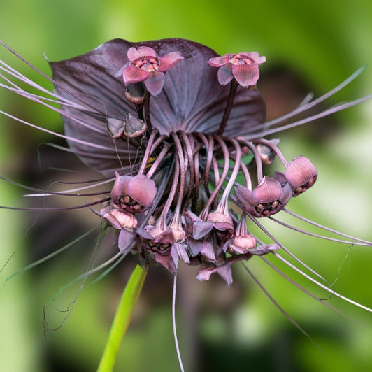 Stunning flower on the black bat plant tacca chantrieri