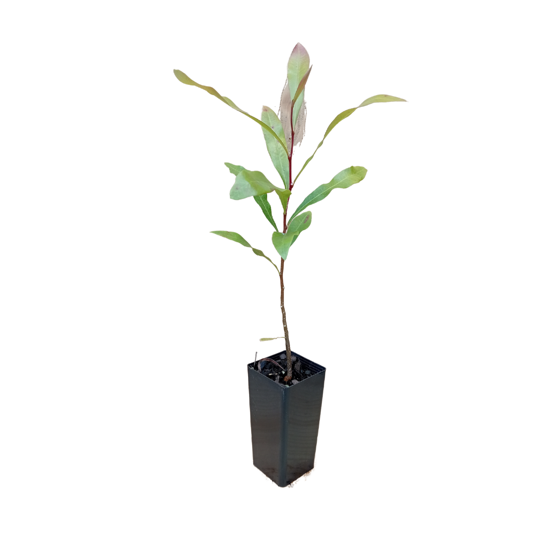 Young Buckinghamia celissima tubestock plant, ready to grow into a beautiful Ivory Curl Tree, ideal for creating a lush, ornamental feature