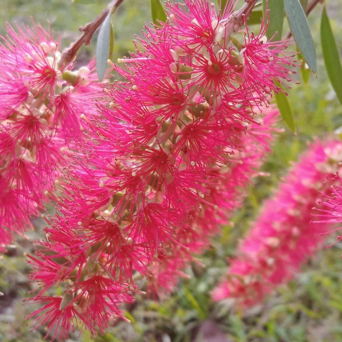 A gorgeous mature Callistemon Candy Pink in full bloom, showcasing vibrant flowers – a must-have for Bottlebrush plants enthusiasts