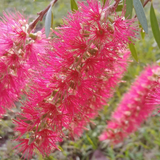 A gorgeous mature Callistemon Candy Pink in full bloom, showcasing vibrant flowers – a must-have for Bottlebrush plants enthusiasts