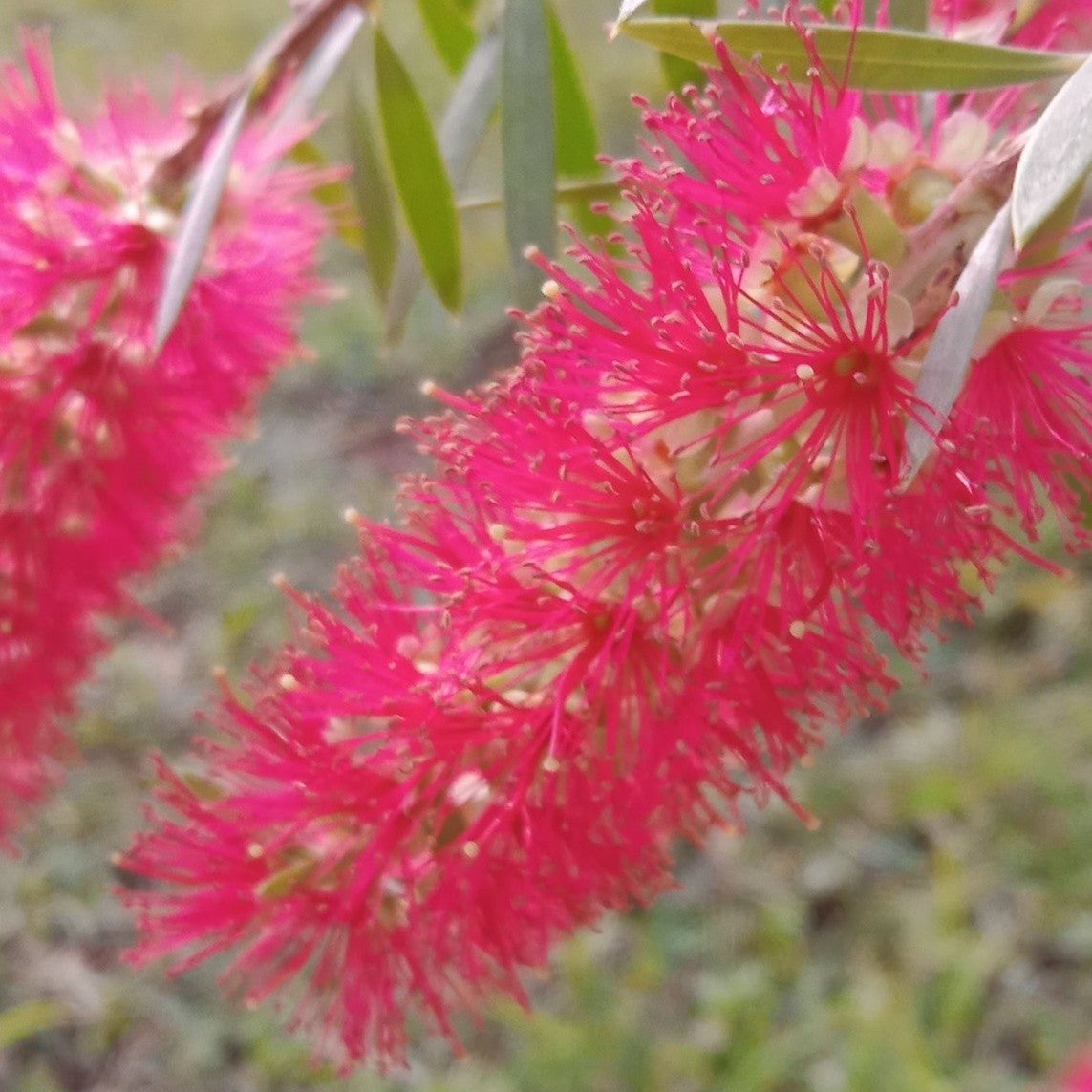 Pink bottlebrush flowers