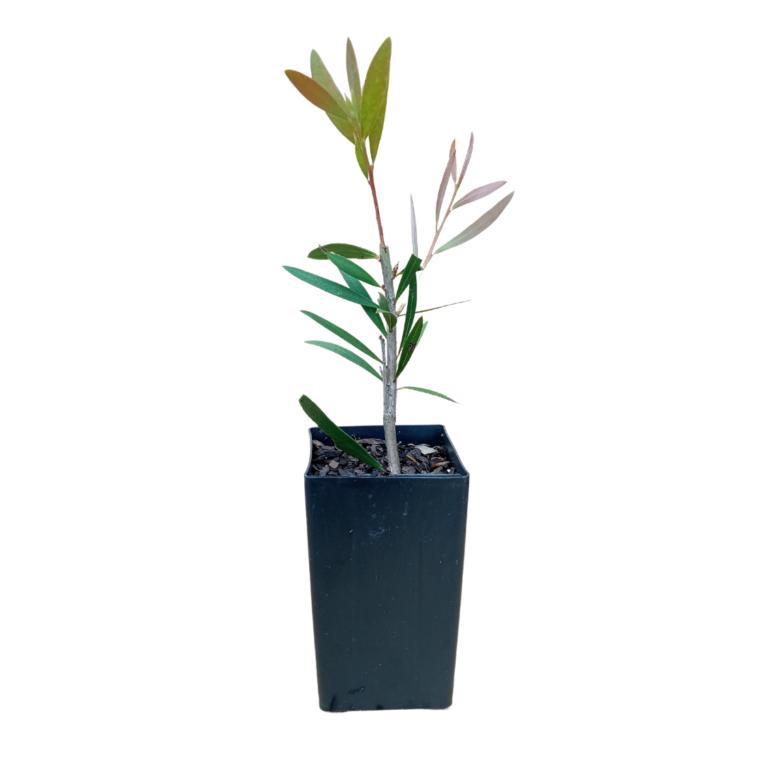 Young Pink Bottlebrush tubestock plant, Callistemon pink candy variety, perfect for growing into a striking pink bottlebrush tree