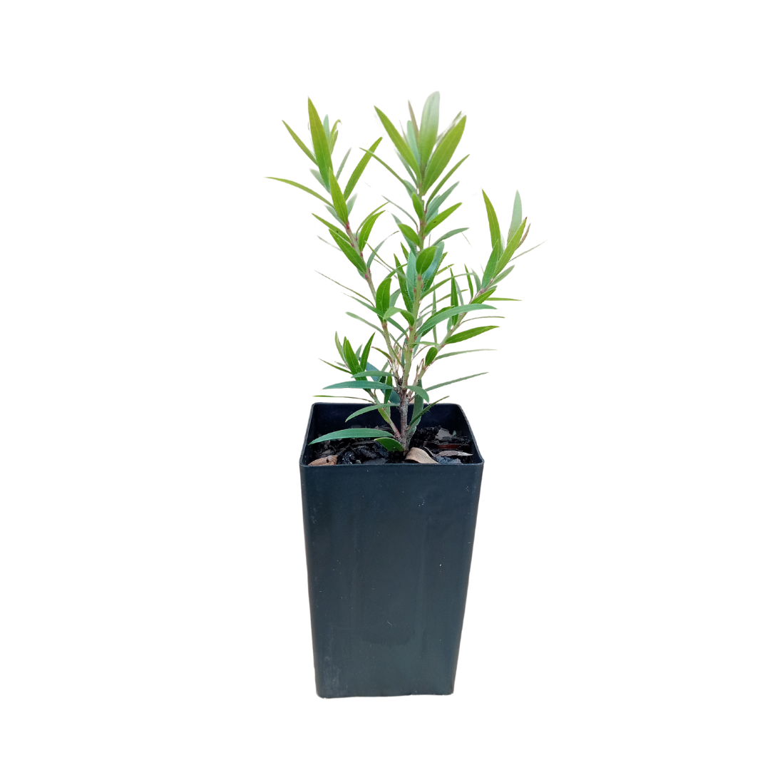 Young Callistemon viminalis plant, ideal for creating dense callistemon hedge plants, ready to grow into a beautiful addition to your garden