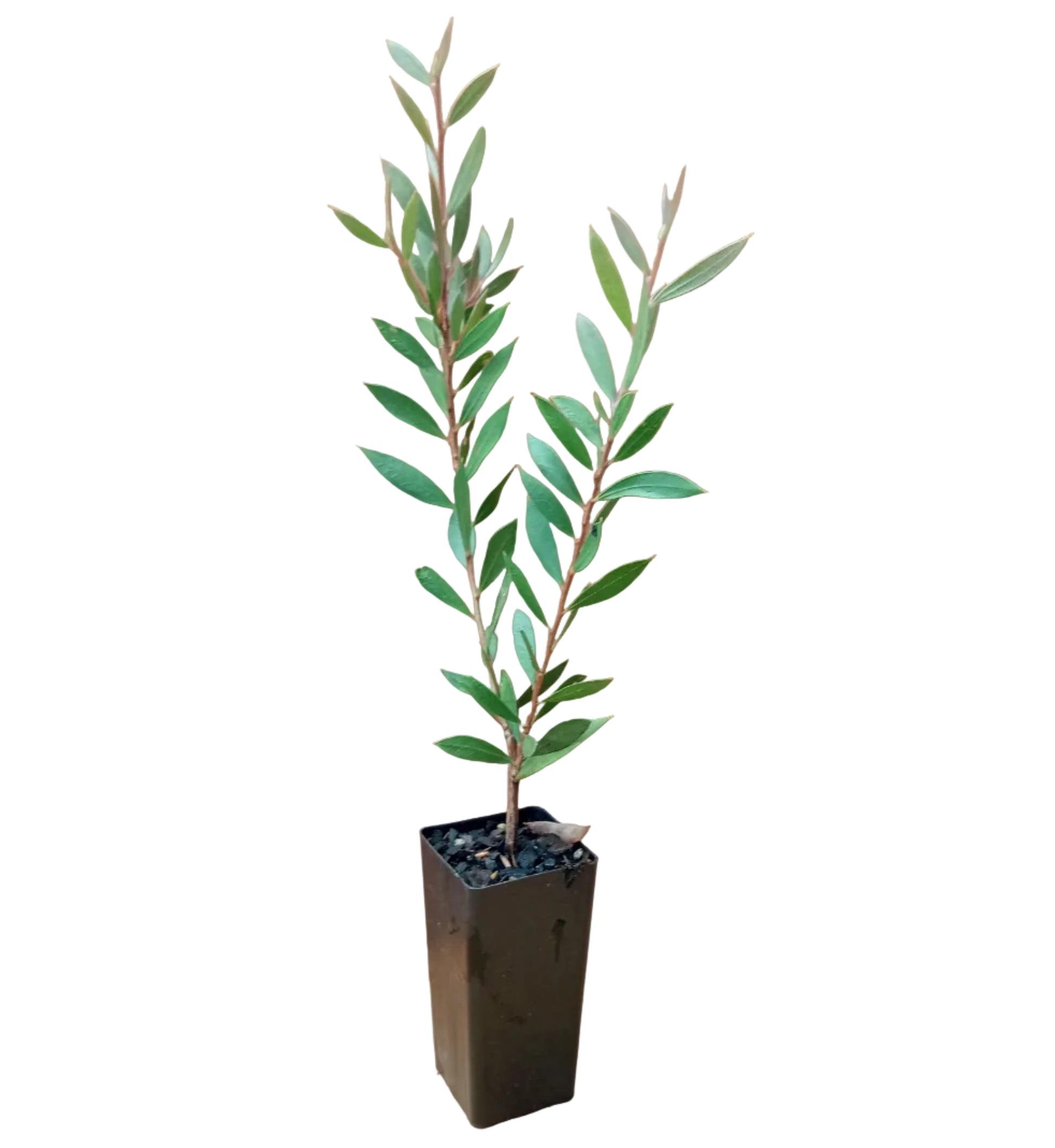 Young callistemon tubestock