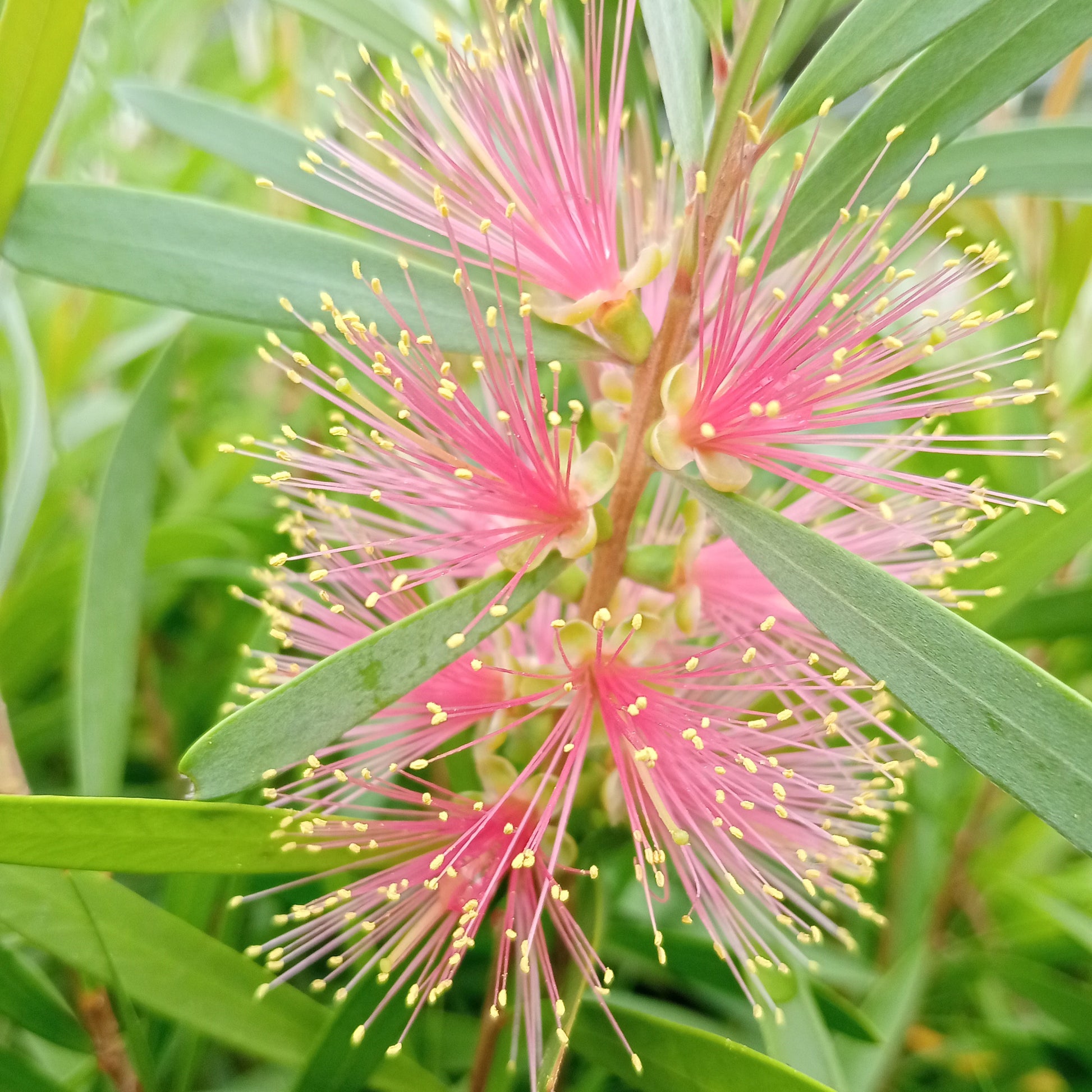 Young callistemon plant in flower