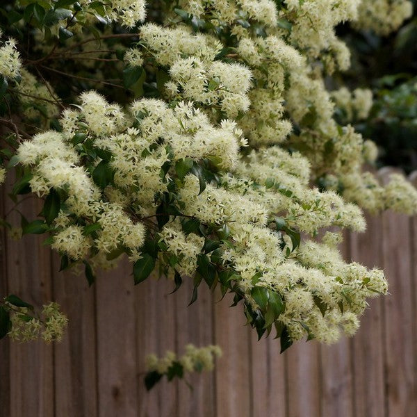 A beautiful mature Cinnamon Myrtle, Backhousia myrtifolia, with aromatic leaves, perfect for adding fragrance and charm to your garden