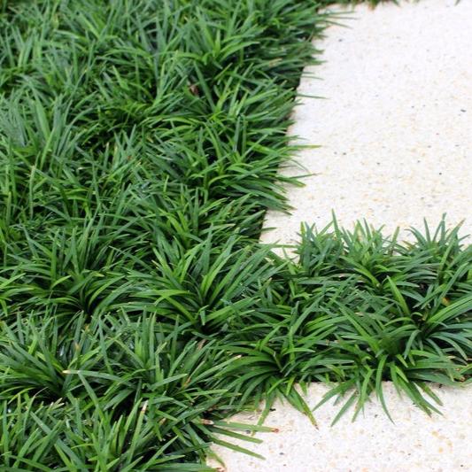 A close-up of Dwarf Mondo Grass plants (Ophiopogon japonicus) showing compact, dark green grass-like leaves in a decorative garden setting.