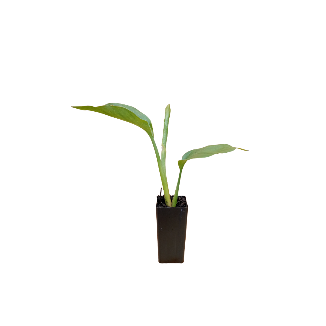 Young Giant Strelitzia tubestock plant, ready to grow into a bold and beautiful feature in your garden, adding height and lush greenery.