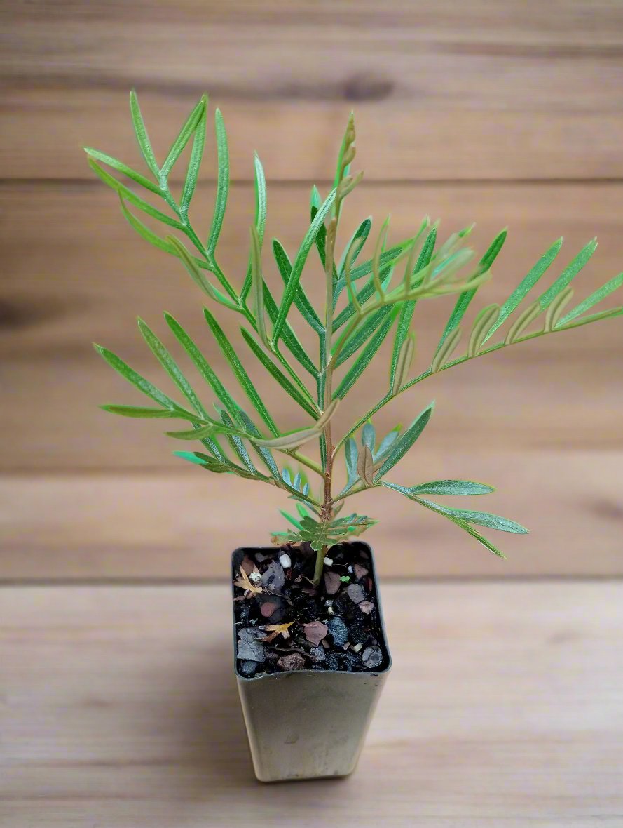 Grevillea Lana Maree plant with green foliage