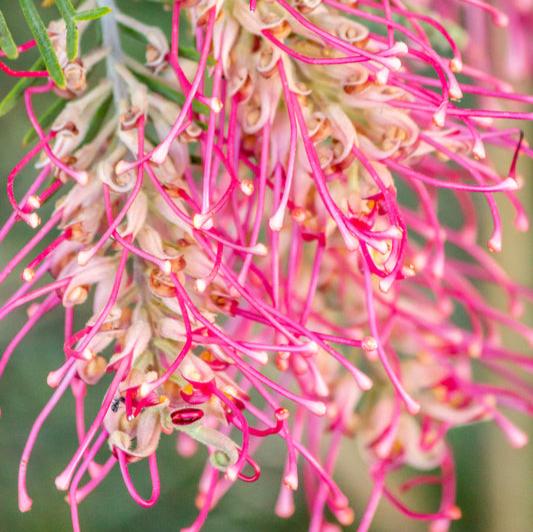 Bright pink grevillea flowers attracting birds and bees to the garden