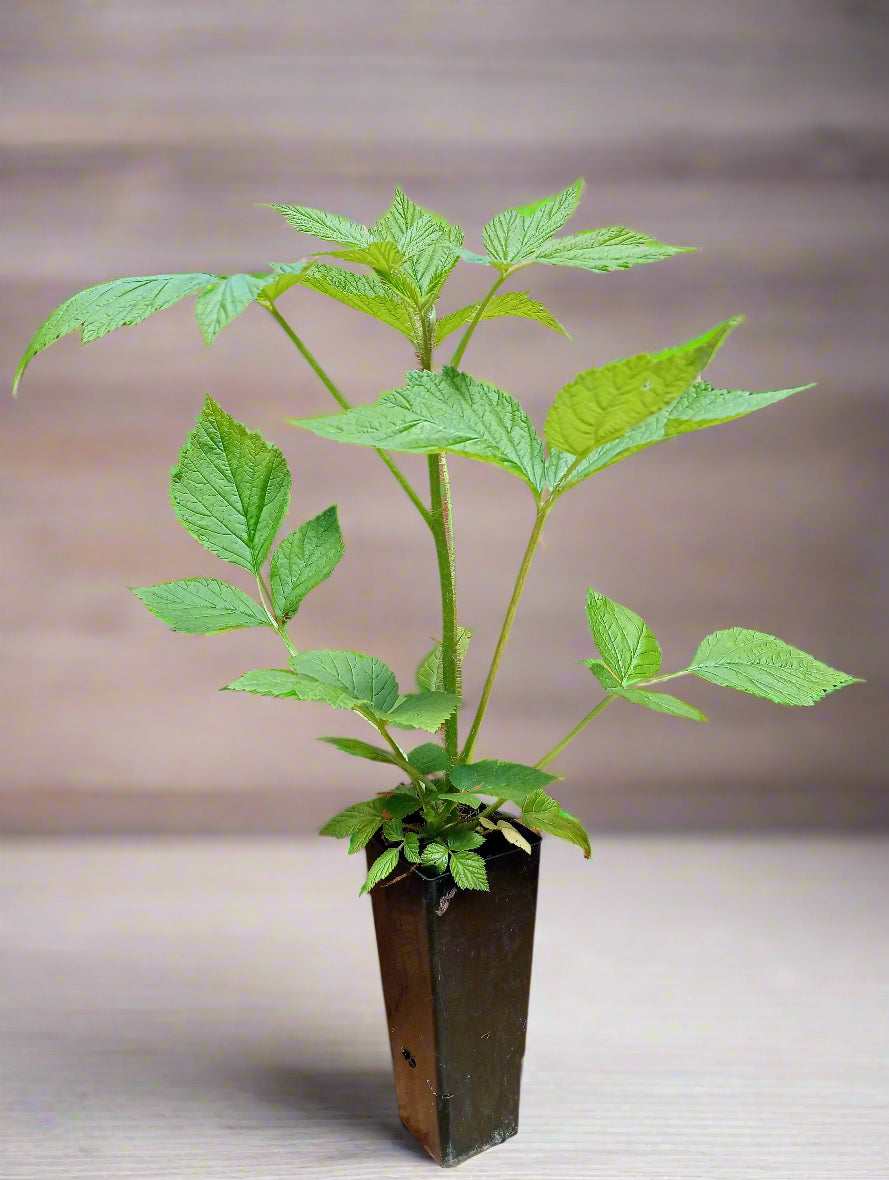 Fast growing Heritage raspberry plant