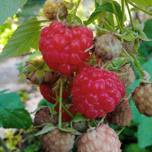 A lush, mature Heritage Raspberry plant loaded with ripe, juicy berries – an excellent choice for those seeking productive raspberry plants.